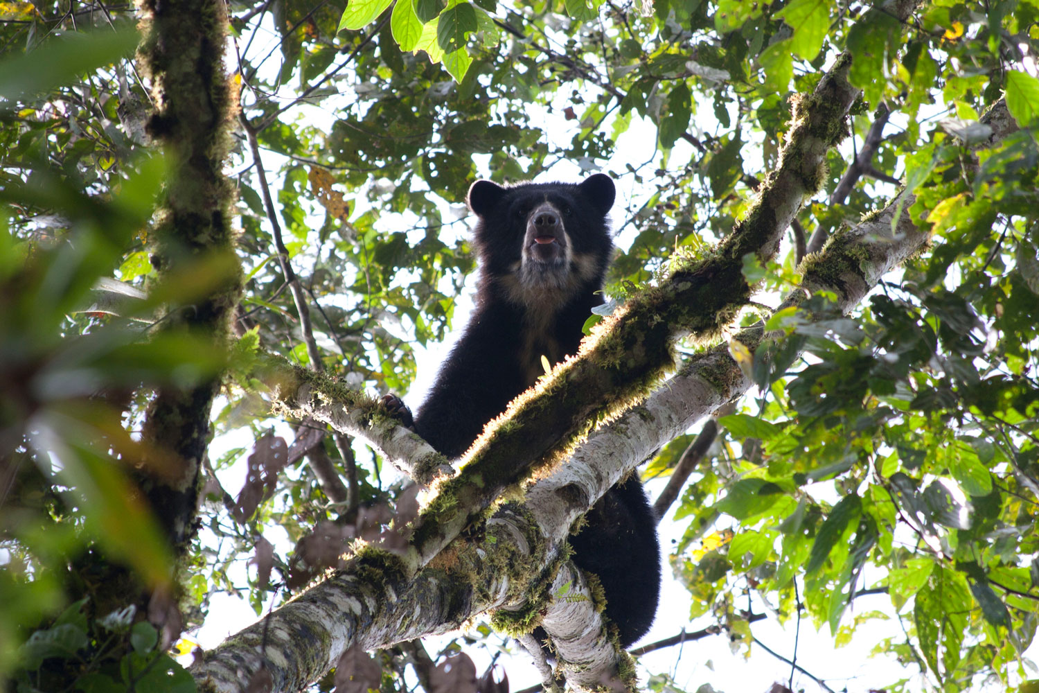 SPECTACLED-BEAR